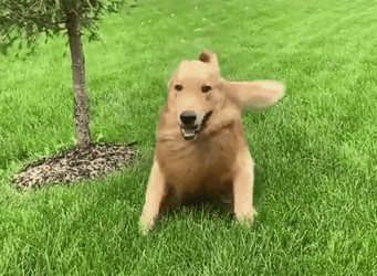 Derp Face Golden Retriever Dog Playing GIF