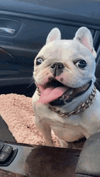Derp Tongue Out French Bulldog GIF