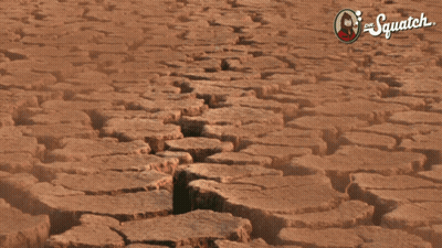 Desert Cactus With The Squatch GIF