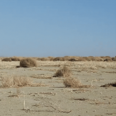 Desert Landscape With Blue Sky And Plants GIF