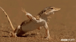 Desert Monitor Lizard Alternating Steps GIF