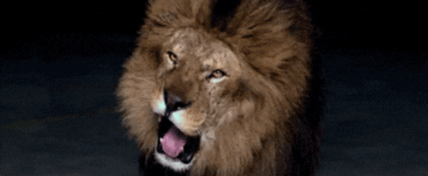 Desperate Lions Roaring GIF