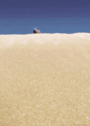 Dessert Beetle Rolling Down GIF