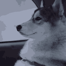 Diamond Pet Foods Husky GIF