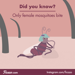 Did You Know Mosquito  GIF
