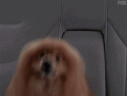 Did You Really Bring That Woof GIF