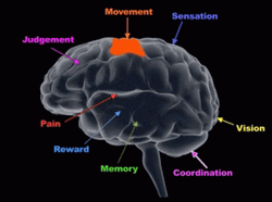 Different Areas Of The Brain GIF
