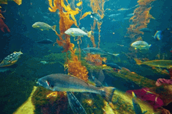 Different Fish Swimming In Aquarium GIF