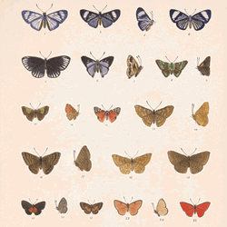 Different Kinds Of Butterflies  GIF