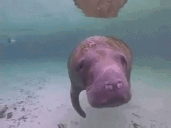 Different Sides POV Of Manatee GIF