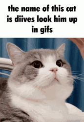 Diives Cat Patting Head Meme GIF