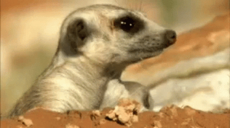 Diligent Meerkat Happy New Year GIF