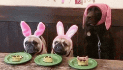 Dinner TIme Ptsd Dog GIF