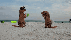 Dino Playing Ball On Funny Beach GIF