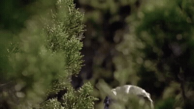 Dinosaur Head Behind Bush GIF