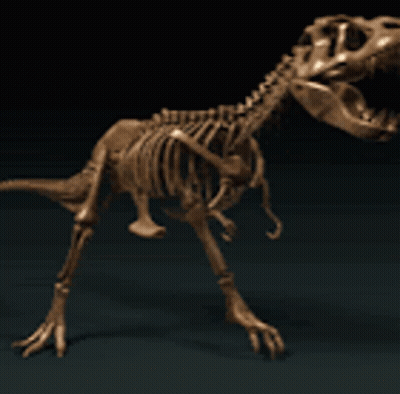 Dinosaur Skeleton With Open Mouth GIF