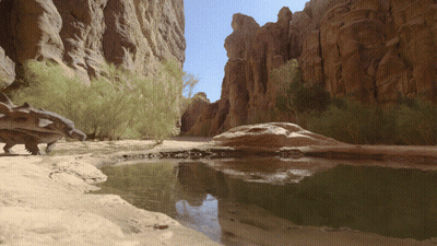 Dinosaur Standing In Sand Near Rock GIF