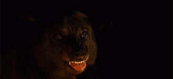Direwolf Old Yeller GIF