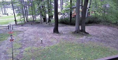 Dirt Area With Trees And Bird Feeder GIF