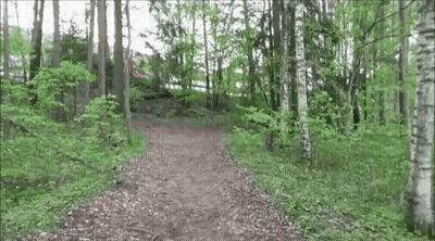 Dirt Path Through Forest With Trees GIF
