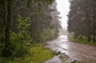 Dirt Road In Woods During Rainstorm GIF