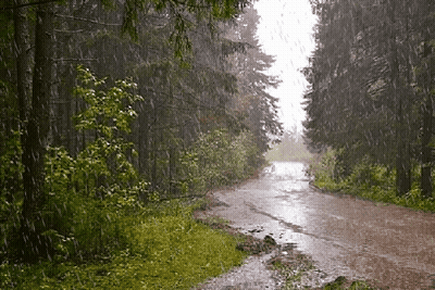 Dirt Road In Woods Rainstorm GIF