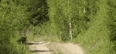 Dirt Road Through Forest With Trees GIF