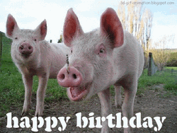 Dirty Pigs Barn Happy Birthday GIF