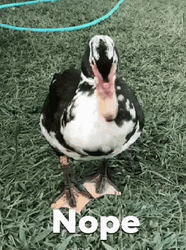 Disagreeing Duck Saying Nope