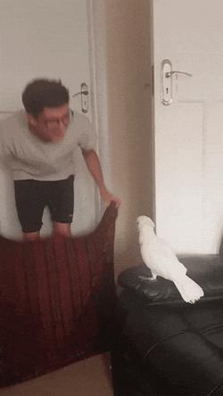 Disappearing Meme Cockatoo Surprised Reaction GIF
