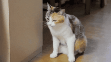 Disappearing Meme Hiding His Head GIF