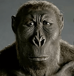 Disappointed Monkey Meme GIF