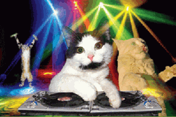 Disco Cats Celebrate Meme GIF