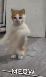Disco Dancing Cat Meow GIF