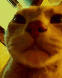 Disco Lights Cat Staring At Camera GIF