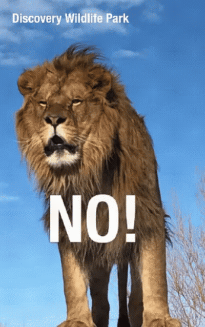 Discovery Wildlife Park Poster With Lion Saying No GIF