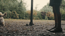 Disney Studio Happy Tigger GIF