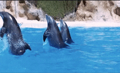Disneyland Dapper Day GIF