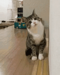 Distracted Cat Won't Listen GIF
