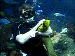 Diver Hugging Giant Eel GIF