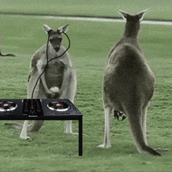 DJ Kangaroo Headbanging GIF