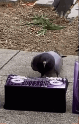 Dj Pigeon Funny Animals  GIF
