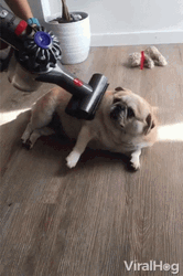 Dj Pug Dog Playing GIF