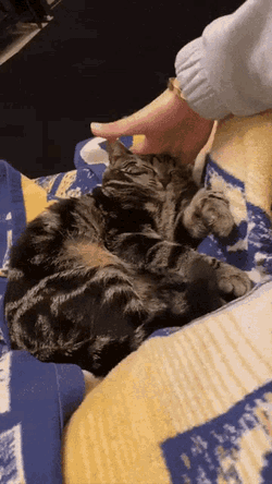 Dm4uz3 Squish GIF