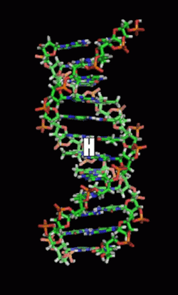 DNA Nucleic Acid Double Helix GIF