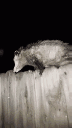 Do Not Touch The Possum GIF