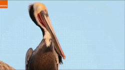 Do Something Pelican Yawn GIF