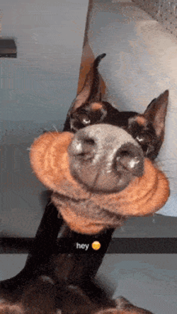 Doberman Dobie GIF