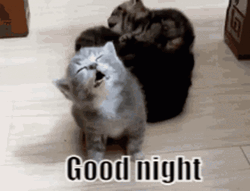 Dobranoc Sleepy Little Kitten GIF
