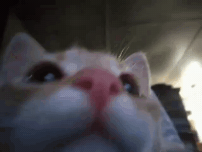 Dodgers Baseball Player In Crowd GIF